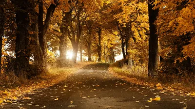 Картинки ранняя осень, осенний пейзаж, обои опавшие листья, картинки осенний  солнечный день, фото поздняя осень, скачать обои 2560х1440