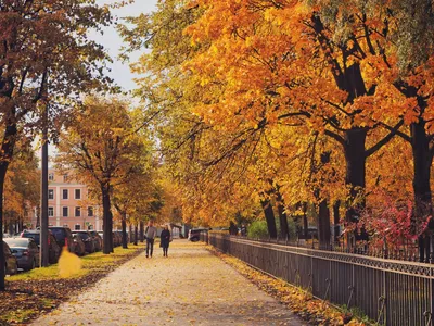 Осенний парк в Санкт-Петербурге | Пикабу