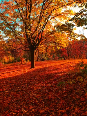autumn #autumnleaves #осень #природа #nature | Пейзажи, Фоновые рисунки,  Осенние картинки