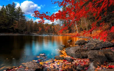 Картинка Природа осенью » Осень картинки скачать бесплатно (276 фото) -  Картинки 24 » Картинки 24 - скачать картинки бесплатно