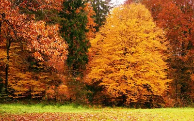Картинка Природа осень » Осень картинки скачать бесплатно (276 фото) -  Картинки 24 » Картинки 24 - скачать картинки бесплатно