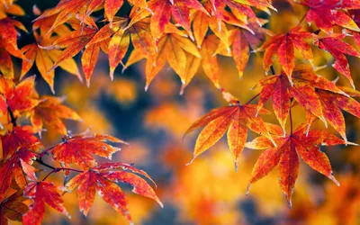Фото пожелтевших листьев. Осенний пейзаж | Обои для телефона