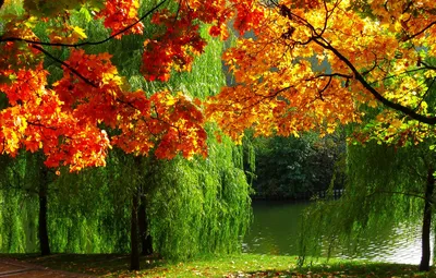 Обои осень, природа, река, фото, листва, Лес картинки на рабочий стол,  раздел природа - скачать