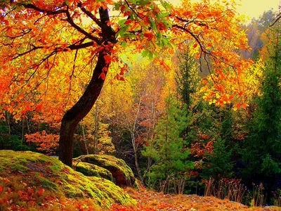 Картинки лист Ель Осень Природа деревьев сезон года