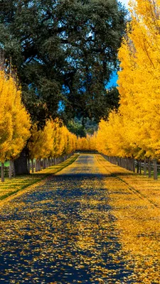 Обои Золотая осень, осень, природа, листопадные, желтый для iPhone  6S+/7+/8+ бесплатно, заставка 1080x1920 - скачать картинки и фото