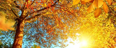 SpashScreen - Широкоформатные обои и заставки на рабочий стол - осень,  природа, деревья, желтые листья, лучи солнца, обои 3440х1440