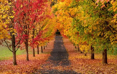 Обои дорога, осень, деревья, природа, краски картинки на рабочий стол,  раздел природа - скачать