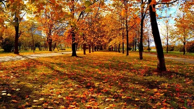 Картинка Природа осенняя » Осень картинки скачать бесплатно (276 фото) -  Картинки 24 » Картинки 24 - скачать картинки бесплатно