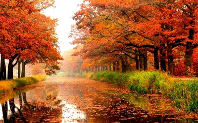 Обои Осень природа, лес, деревья, листья, цветы, путь 1920x1200 HD  Изображение
