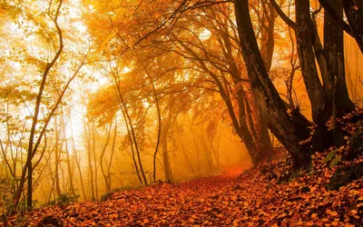 Обои на телефон: Осень, Ветки, Природа, Ступени, Листья, Лестница, 131495  скачать картинку бесплатно.