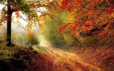 Картинка небо, листва, золотая осень, природа, ветки 1280x800 скачать обои  на рабочий стол бесплатно, фото 255992
