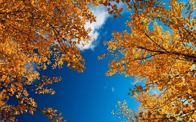 Осень природа Изображения – скачать бесплатно на Freepik