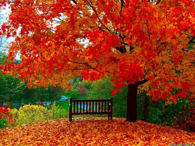 Parthenocissus, осень, Осенние листья, завод, золотая осень, природа,  листья, живая природа, цвета осени, красные листья, осенняя природа | Pikist