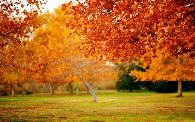 Обои Природа осень, лес, парк, деревья, листья, красочный, автомобильные  2560x1600 HD Изображение