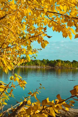 Обои на телефон: Осень, Природа, Озеро, Деревья, Ветки, 143142 скачать  картинку бесплатно.