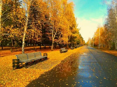 осенняя природа в парке, осенние листья и деревья на улице - стоковое фото  1965362 | Crushpixel