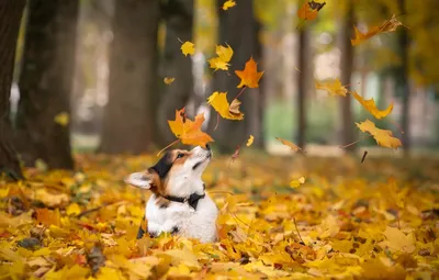 Обои осень, листья, корги картинки на рабочий стол, раздел собаки - скачать