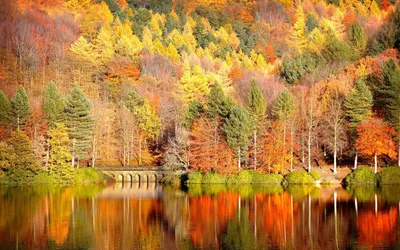 Золотая осень на реке с отражением - обои на рабочий стол
