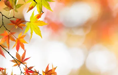 Обои осень, листья, обои, клен картинки на рабочий стол, раздел природа -  скачать