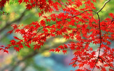 Обои на рабочий стол: Ветви, Природа, Листья, Осень - скачать картинку на  ПК бесплатно № 67436