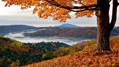 Картинка осень, горы, холмы, деревья, туман 1920x1080 скачать обои на рабочий  стол бесплатно, фото 373679
