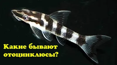 Какие бывают отоцинклюсы? - YouTube