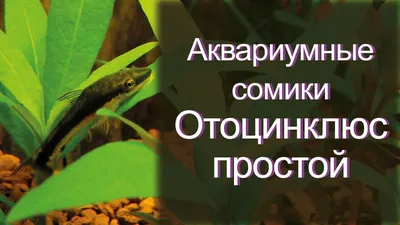 Сомик-водорослеед. Отоцинклюс простой. | Растения, Аквариумные рыбки