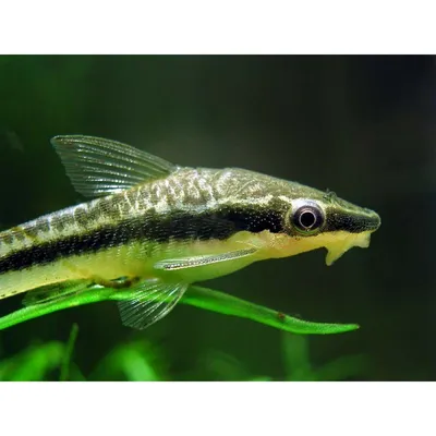 Отоцинклюс аффинис (Otocinclus affinis) - 2,5-3см L-2019-10-174 купить  оптом и в розницу ≡ ᐈ labeo.com.ua ⋆ Спешите купить!