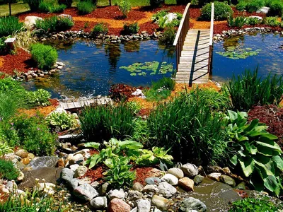 Как организовать настоящий сад в маленьком пруду?