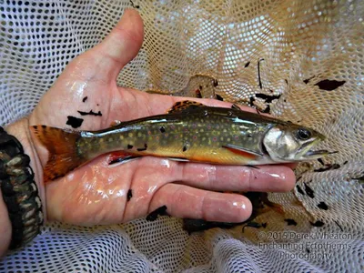 Salvelinus fontinalis (Американская палия) | ВСЕ О ПРЕСНОВОДНЫХ РЫБАХ