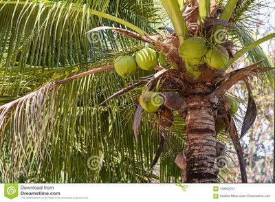 Пальма с кокосами фото