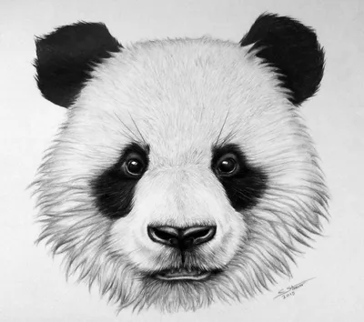 гигантская панда, рисунок, мультфильм