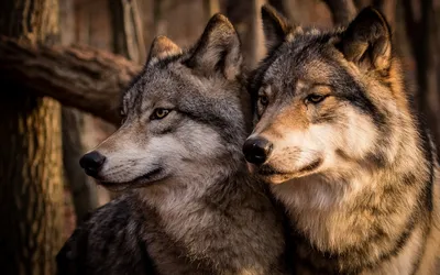 Картинка Пара волков » Волки » Животные » Картинки 24 - скачать картинки  бесплатно