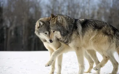 Пара волков на снегу | Обои для телефона