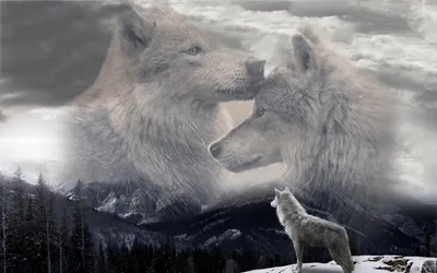Фото Волк стоит на заснеженной горной возвышенности в ожидании, на фоне пары  волков