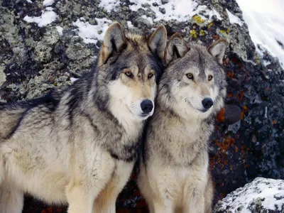 Семейная пара волков | ZOODOM