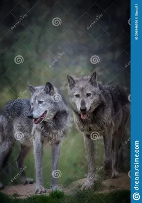 Пара волков в темный лес. стоковое фото. изображение насчитывающей волк -  206946556