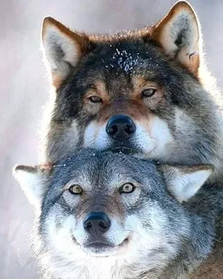 Пара Волков - 62 фото | Wolf love, Animals, Wolf