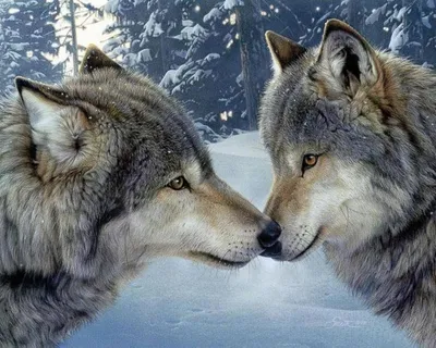 Купить фотообои Волки «Пара волков» | PINEGIN