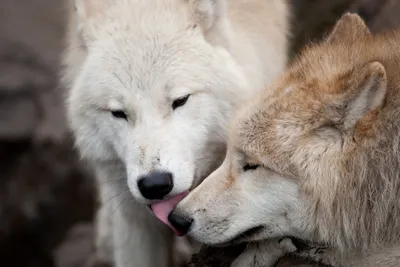 Поцелуй влюбленных волков парочка | Обои для телефона