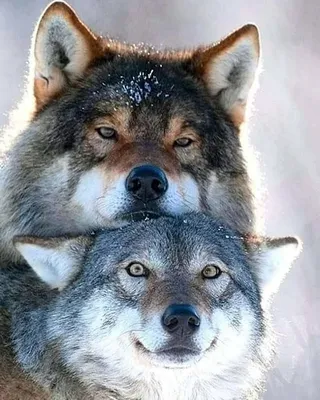 Волки пара (55 лучших фото)