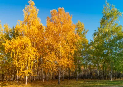 Осенний пейзаж - фото из российской провинции