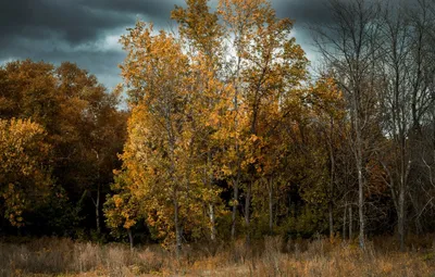Обои Осень, Лес, Осенний лес, Осенний Пейзаж, Осенний лесной пейзаж  картинки на рабочий стол, раздел природа - скачать