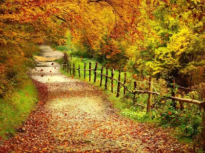 Обои Красивый осенний пейзаж, деревья, желтые листья, путь 2560x1600 HD  Изображение