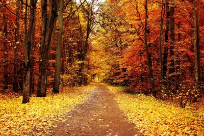 Осенний пейзаж фон - 69 фото