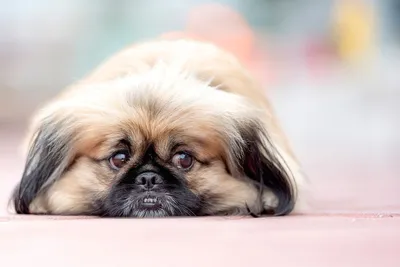 Пекинес - описание породы собак: характер, особенности поведения, размер,  отзывы и фото - Питомцы Mail.ru
