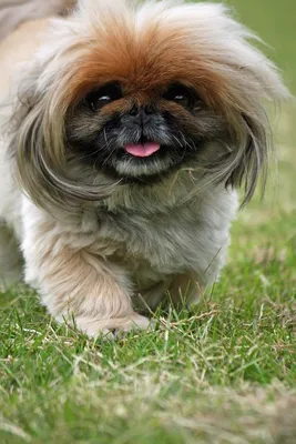 Пекинес Собака Милый - Бесплатное фото на Pixabay