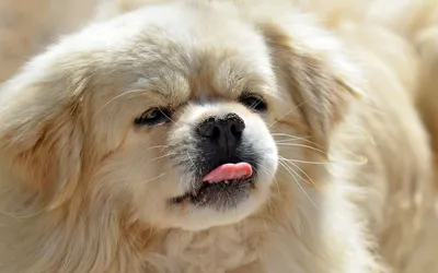 Собаки породы пекинес могут быть довольно упрямыми: они же \"потомки львов\"