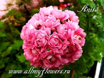 Купить розовидную пеларгонию Anita на сайте All My Flowers