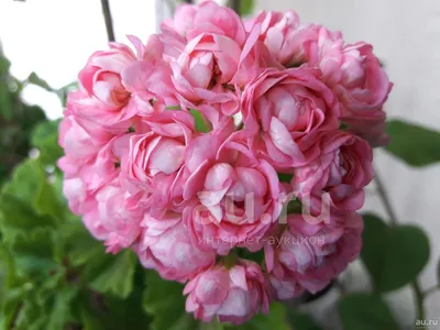 Розебудная пеларгония Анита (пышное молодое растение) — купить в  Красноярске. Горшечные растения и комнатные цветы на интернет-аукционе Au.ru